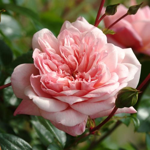 E-commerce, vendita, rose, in, vaso rose rambler - rosa - Rosa Paul Noël - rosa intensamente profumata - Rémi Tanne - ,-
